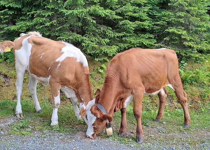 Hartlgut * 巴特霍夫加施泰因